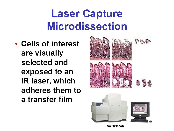 Laser Capture Microdissection • Cells of interest are visually selected and exposed to an