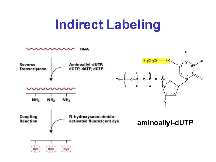 Indirect Labeling aminoallyl-d. UTP 