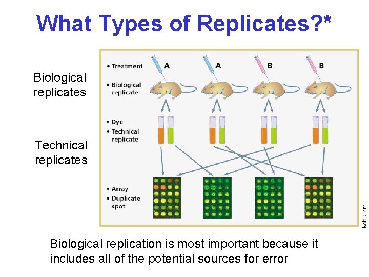 What Types of Replicates? * Biological replicates Technical replicates Biological replication is most important