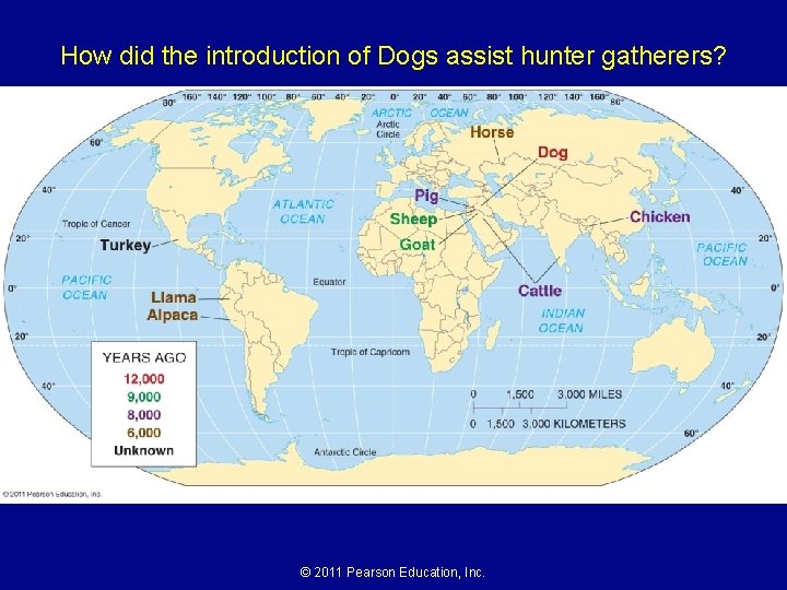 How did the introduction of Dogs assist hunter gatherers? © 2011 Pearson Education, Inc.