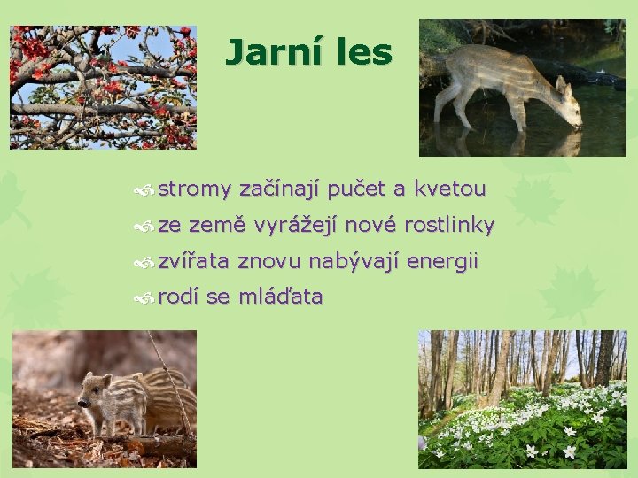 Jarní les stromy začínají pučet a kvetou ze země vyrážejí nové rostlinky zvířata znovu