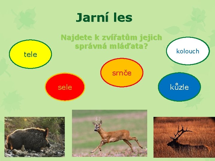 Jarní les etle tele Najdete k zvířatům jejich správná mláďata? kolouch lochouk srnče sčern