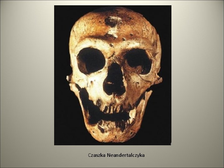 Czaszka Neandertalczyka 