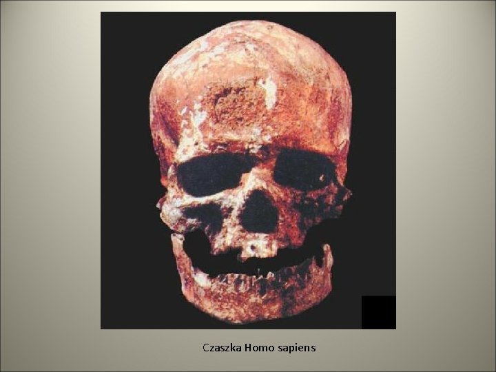 Czaszka Homo sapiens 