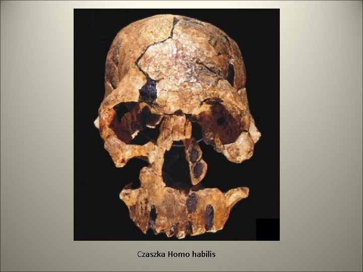 Czaszka Homo habilis 