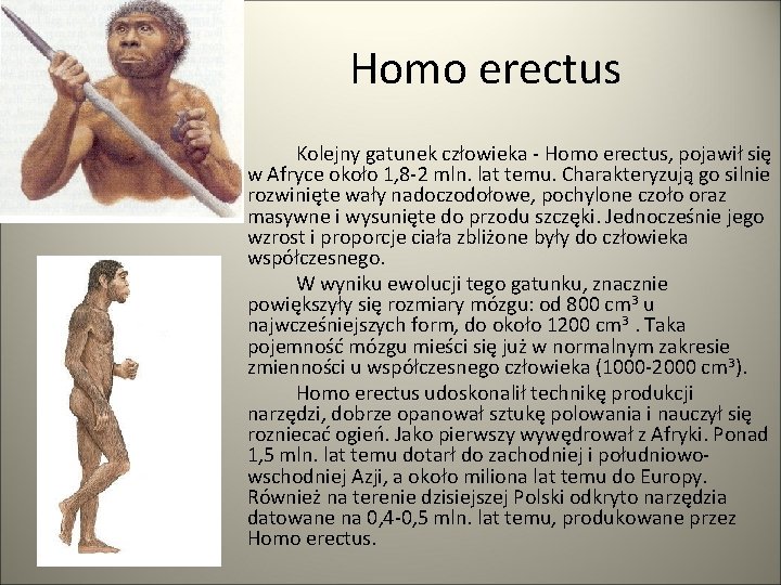 Homo erectus Kolejny gatunek człowieka - Homo erectus, pojawił się w Afryce około 1,