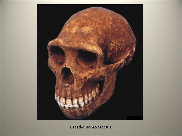 Czaszka Homo erectus 