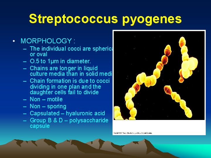 Streptococcus pyogenes • MORPHOLOGY : – The individual cocci are spherical or oval –