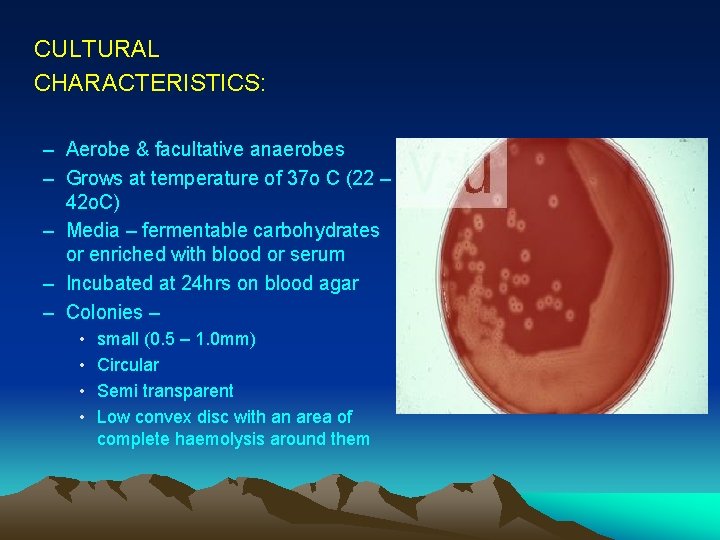 CULTURAL CHARACTERISTICS: – Aerobe & facultative anaerobes – Grows at temperature of 37 o