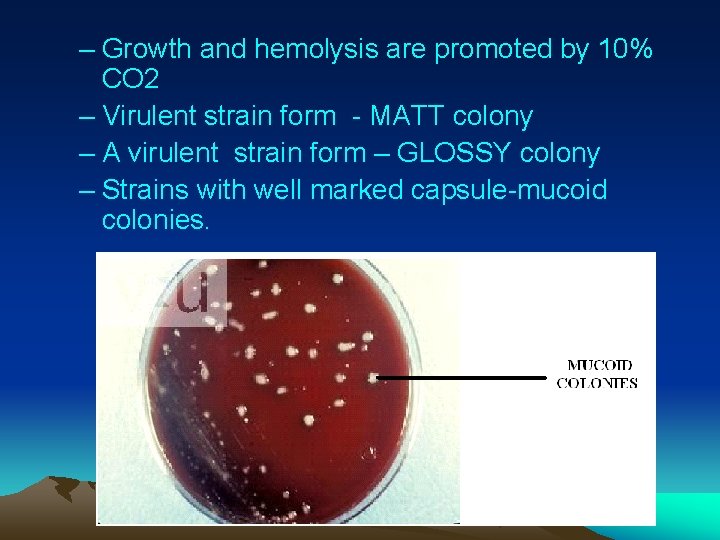 – Growth and hemolysis are promoted by 10% CO 2 – Virulent strain form