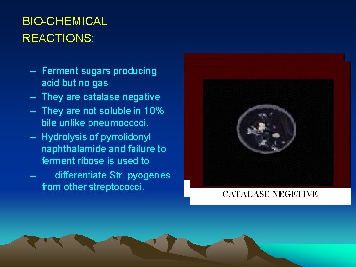 BIO-CHEMICAL REACTIONS: – Ferment sugars producing acid but no gas – They are catalase