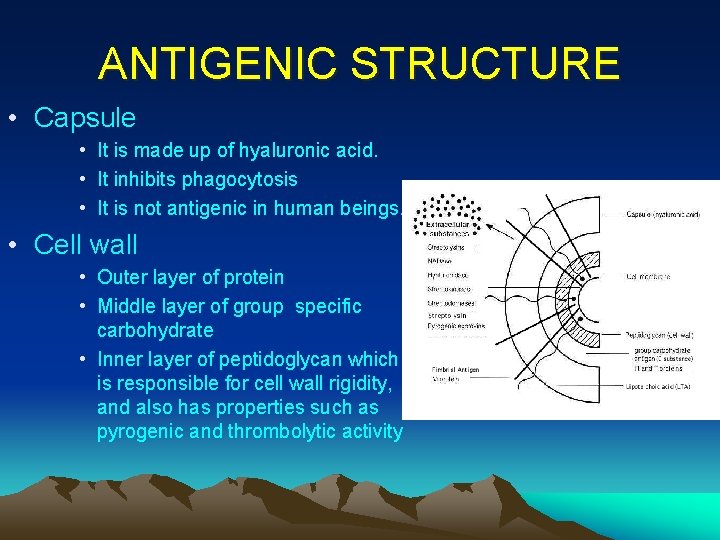 ANTIGENIC STRUCTURE • Capsule • It is made up of hyaluronic acid. • It