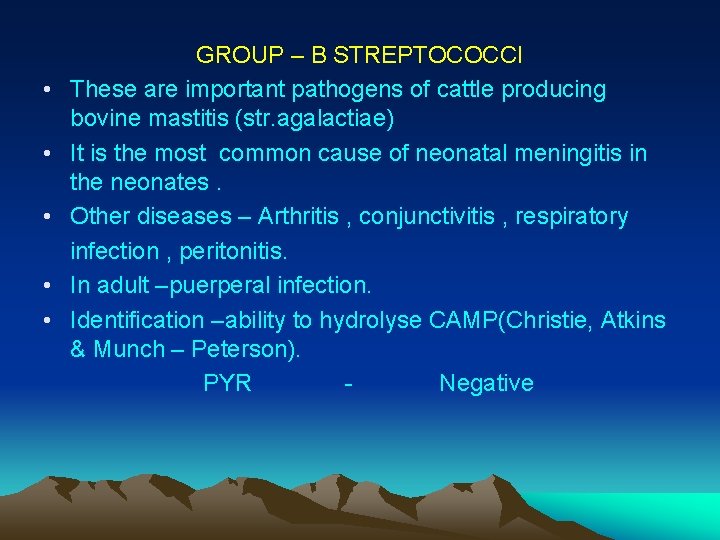 GROUP – B STREPTOCOCCI • These are important pathogens of cattle producing bovine mastitis