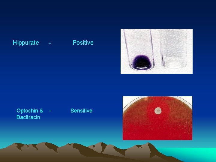 Hippurate - Positive Optochin & - Sensitive Bacitracin 