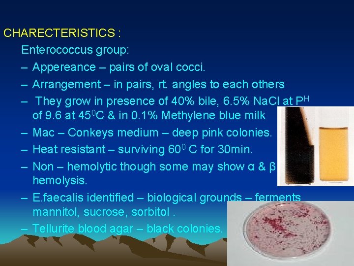 CHARECTERISTICS : Enterococcus group: – Appereance – pairs of oval cocci. – Arrangement –