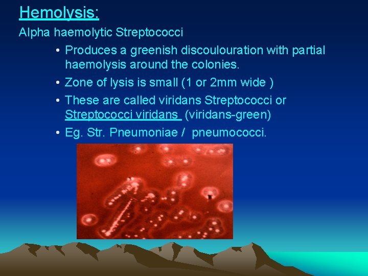 Hemolysis: Alpha haemolytic Streptococci • Produces a greenish discoulouration with partial haemolysis around the