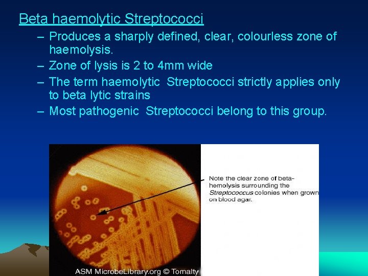 Beta haemolytic Streptococci – Produces a sharply defined, clear, colourless zone of haemolysis. –