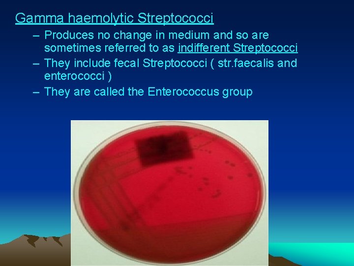 Gamma haemolytic Streptococci – Produces no change in medium and so are sometimes referred