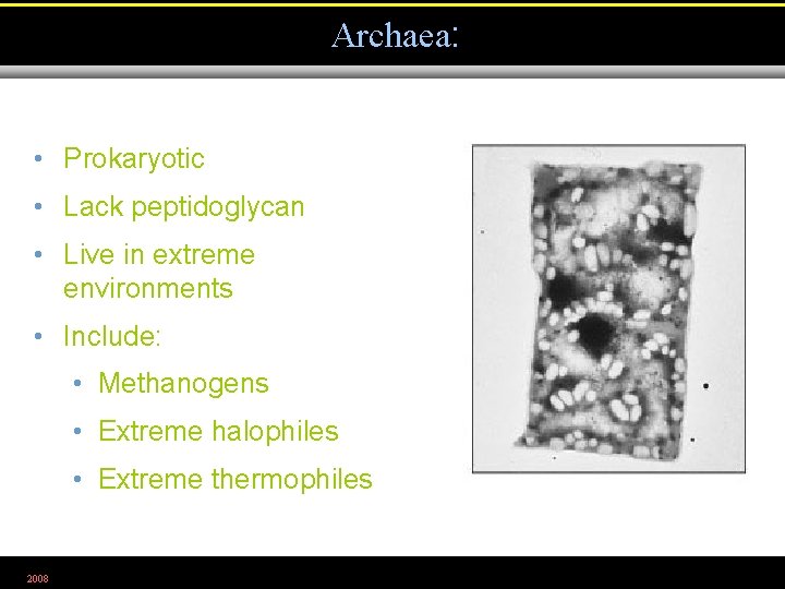 Archaea: • Prokaryotic • Lack peptidoglycan • Live in extreme environments • Include: •