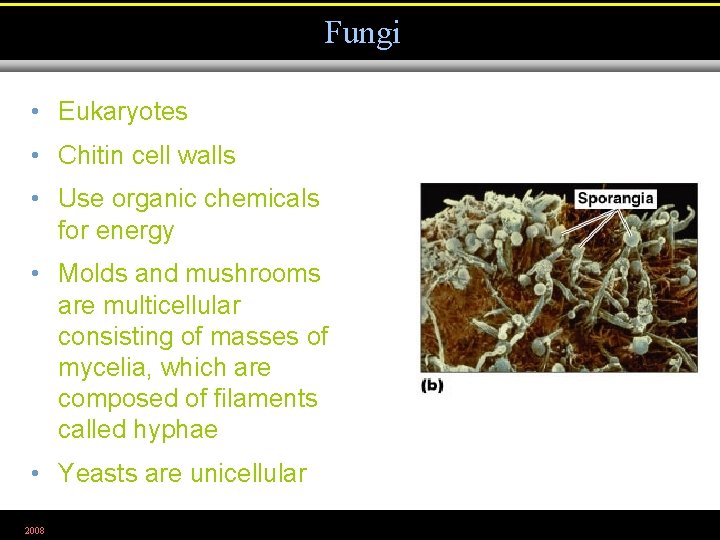 Fungi • Eukaryotes • Chitin cell walls • Use organic chemicals for energy •