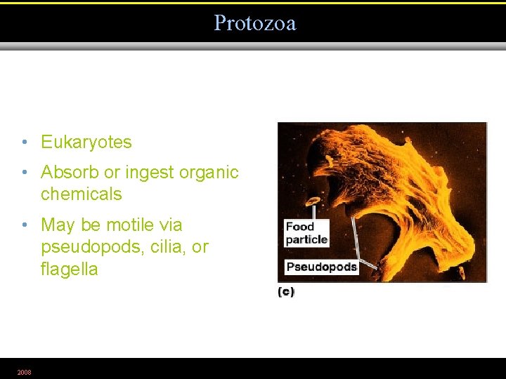 Protozoa • Eukaryotes • Absorb or ingest organic chemicals • May be motile via