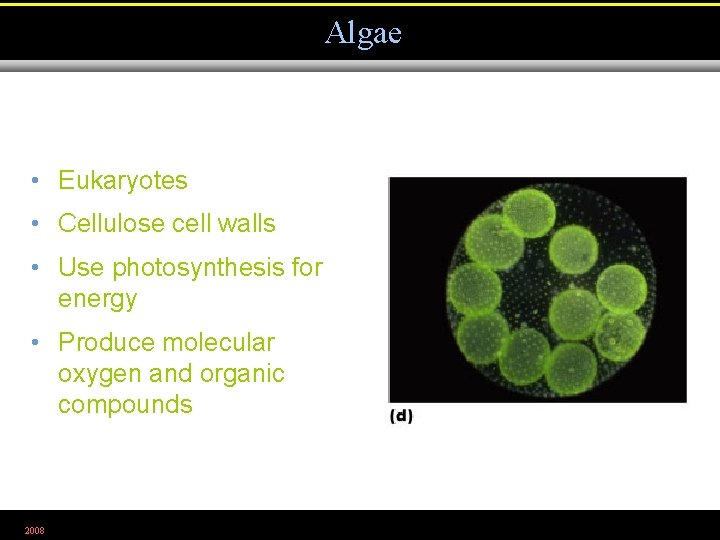 Algae • Eukaryotes • Cellulose cell walls • Use photosynthesis for energy • Produce