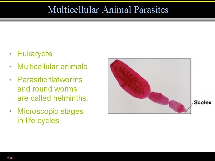Multicellular Animal Parasites • Eukaryote • Multicellular animals • Parasitic flatworms and round worms