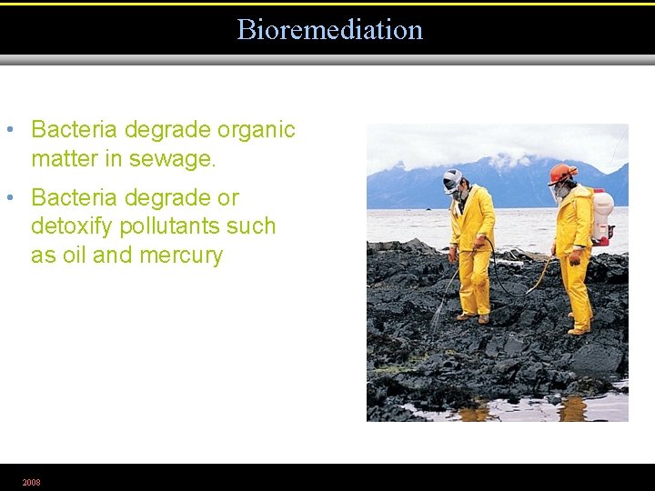 Bioremediation • Bacteria degrade organic matter in sewage. • Bacteria degrade or detoxify pollutants