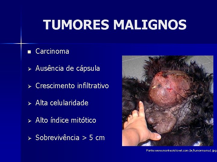 TUMORES MALIGNOS n Carcinoma Ø Ausência de cápsula Ø Crescimento infiltrativo Ø Alta celularidade