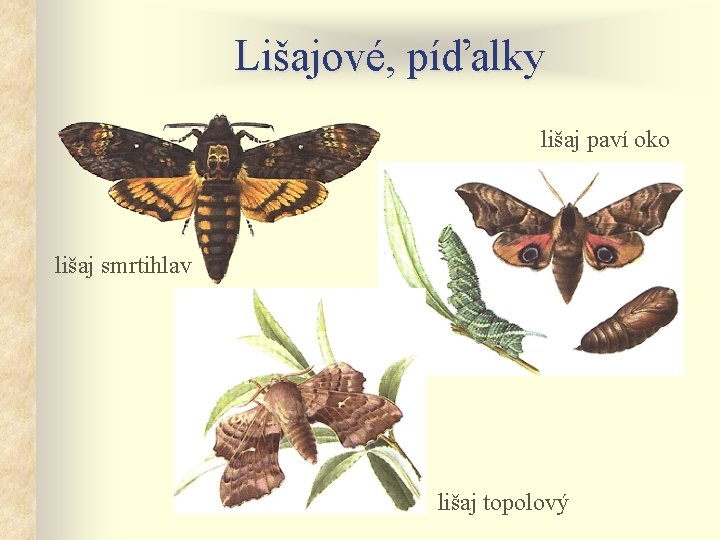 Lišajové, píďalky lišaj paví oko lišaj smrtihlav lišaj topolový 