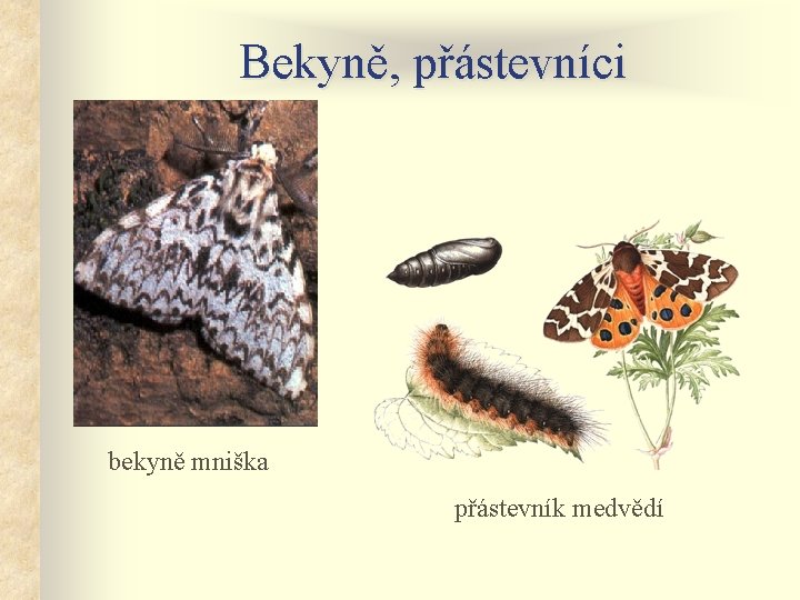 Bekyně, přástevníci bekyně mniška přástevník medvědí 