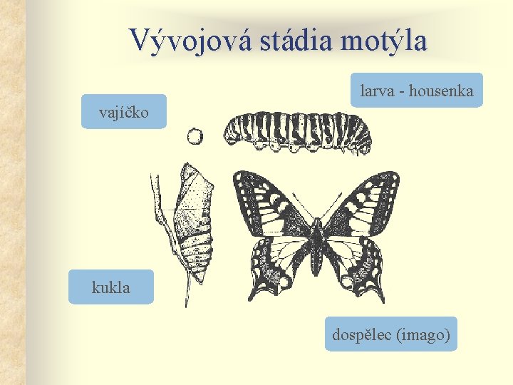 Vývojová stádia motýla larva - housenka vajíčko kukla dospělec (imago) 