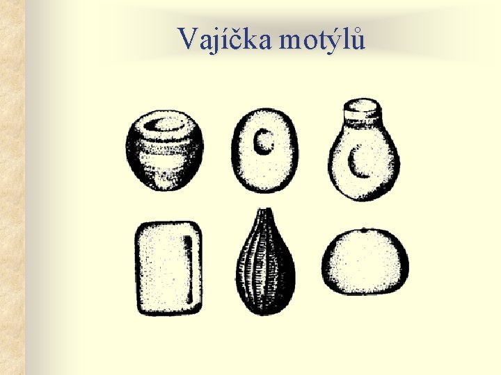 Vajíčka motýlů 