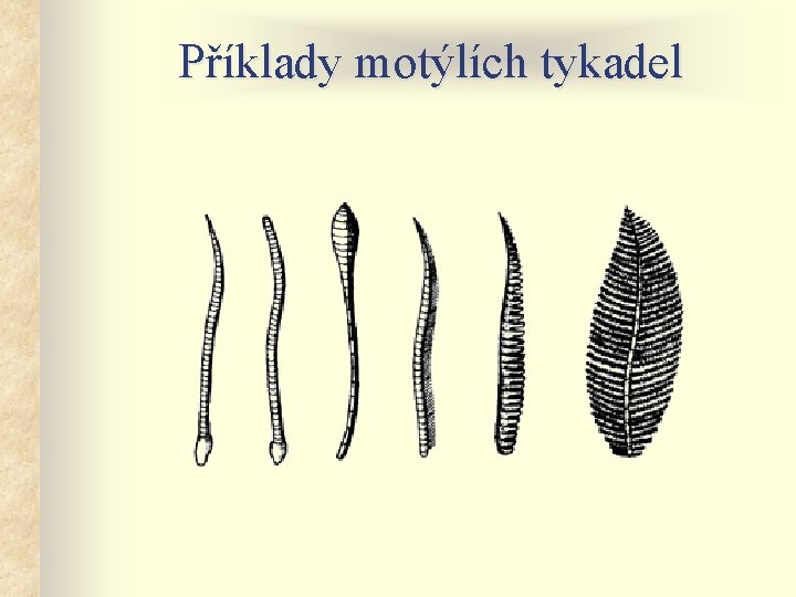 Příklady motýlích tykadel 