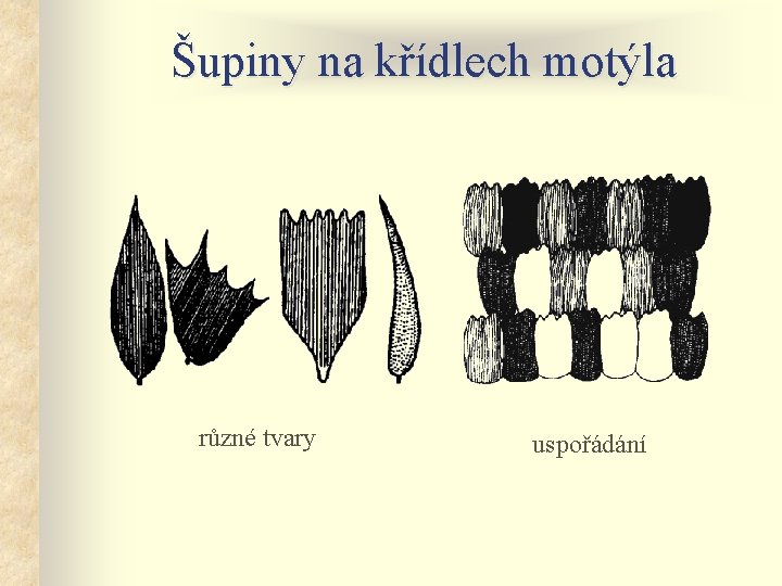 Šupiny na křídlech motýla různé tvary uspořádání 