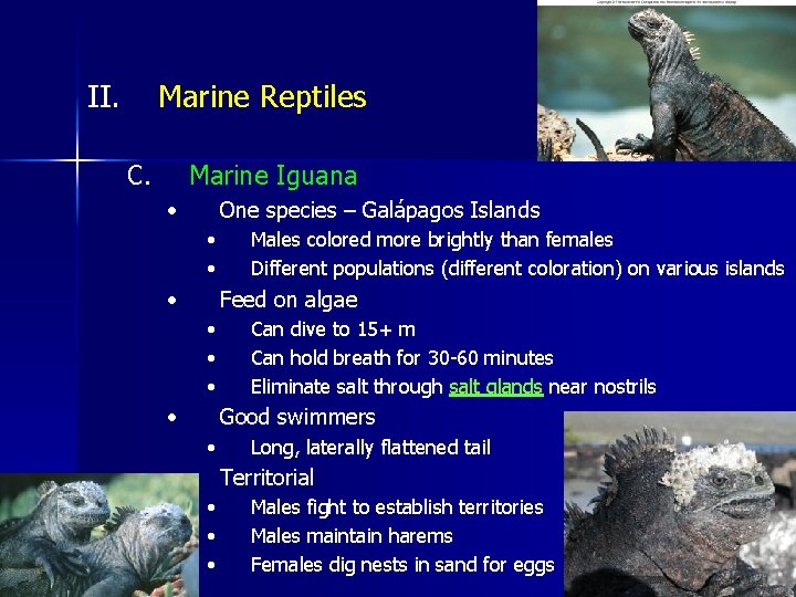 II. Marine Reptiles C. Marine Iguana • One species – Galápagos Islands • •