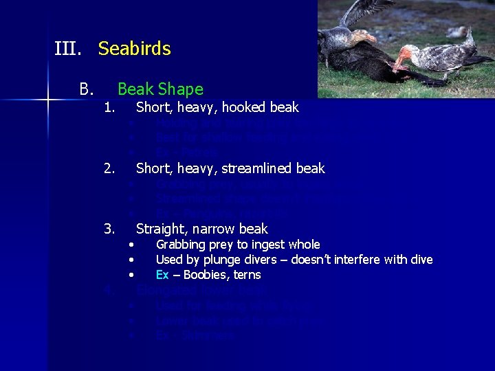 III. Seabirds B. 1. 2. 3. 4. Beak Shape • • • Short, heavy,