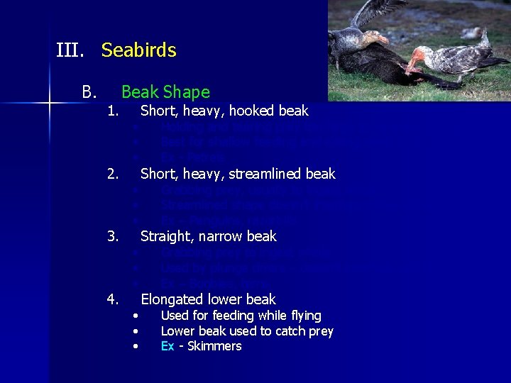 III. Seabirds B. 1. 2. 3. 4. Beak Shape • • • Short, heavy,