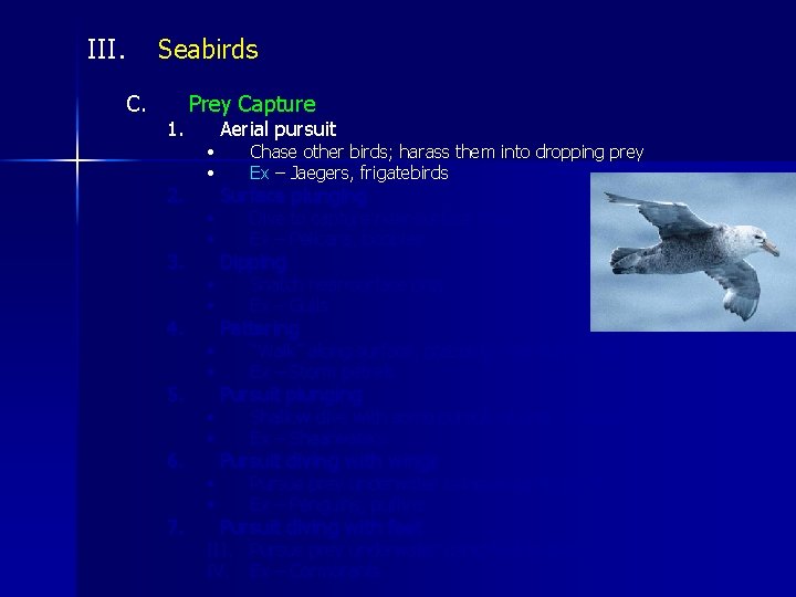 III. Seabirds C. 1. 2. 3. 4. 5. 6. 7. Prey Capture • •