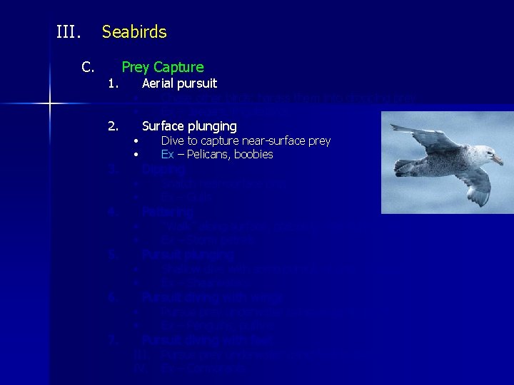 III. Seabirds C. 1. 2. 3. 4. 5. 6. 7. Prey Capture • •