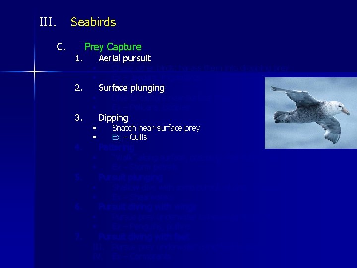 III. Seabirds C. 1. 2. 3. 4. 5. 6. 7. Prey Capture • •