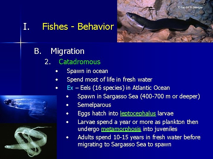 I. Fishes - Behavior B. Migration 2. Catadromous • • • Spawn in ocean