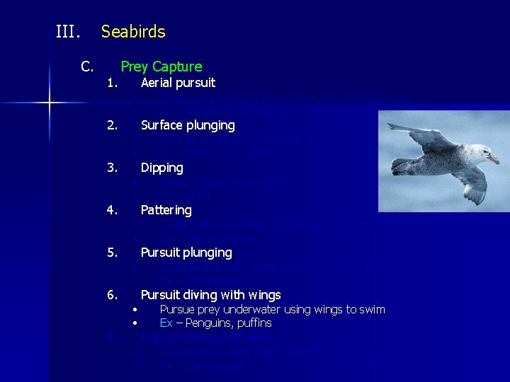 III. Seabirds C. 1. 2. 3. 4. 5. 6. 7. Prey Capture • •