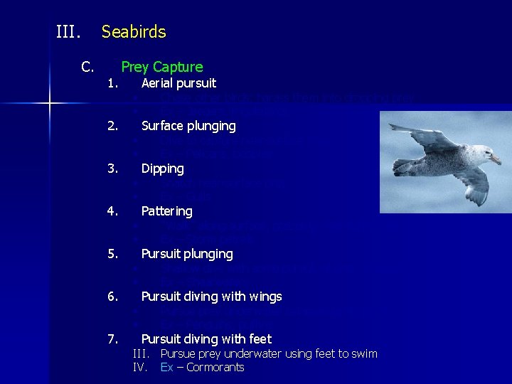 III. Seabirds C. 1. 2. 3. 4. 5. 6. 7. Prey Capture • •