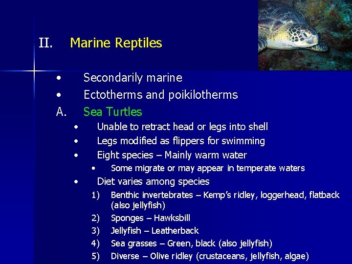 II. Marine Reptiles • • A. Secondarily marine Ectotherms and poikilotherms Sea Turtles •