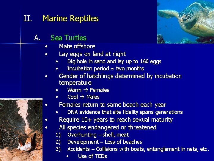 II. Marine Reptiles A. Sea Turtles • • Mate offshore Lay eggs on land