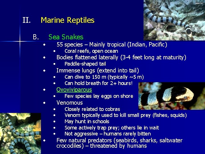 II. Marine Reptiles B. • • • Sea Snakes • • • 55 species