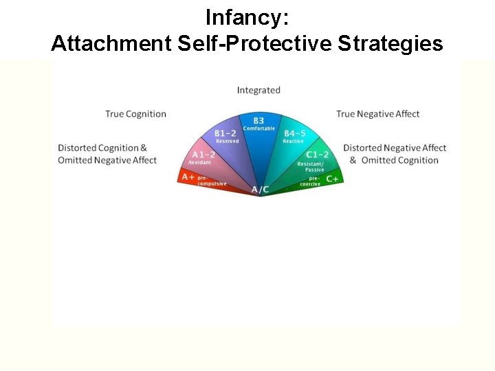 Infancy: Attachment Self-Protective Strategies 