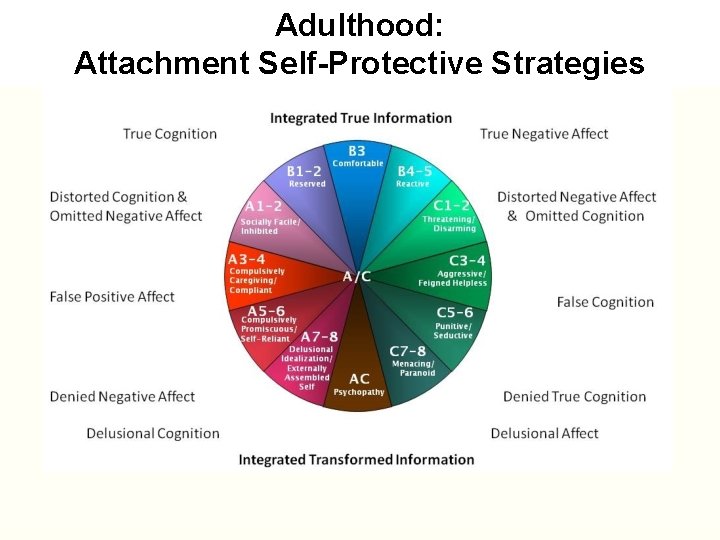 Adulthood: Attachment Self-Protective Strategies 