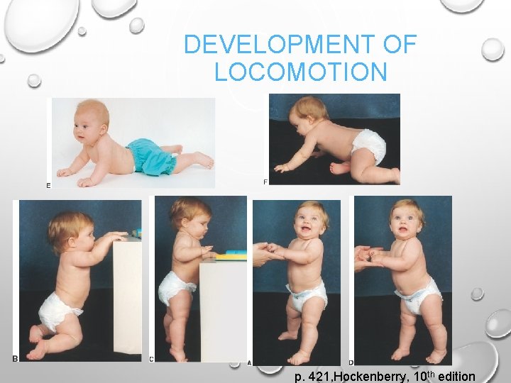 DEVELOPMENT OF LOCOMOTION p. 421, Hockenberry, 10 th edition 